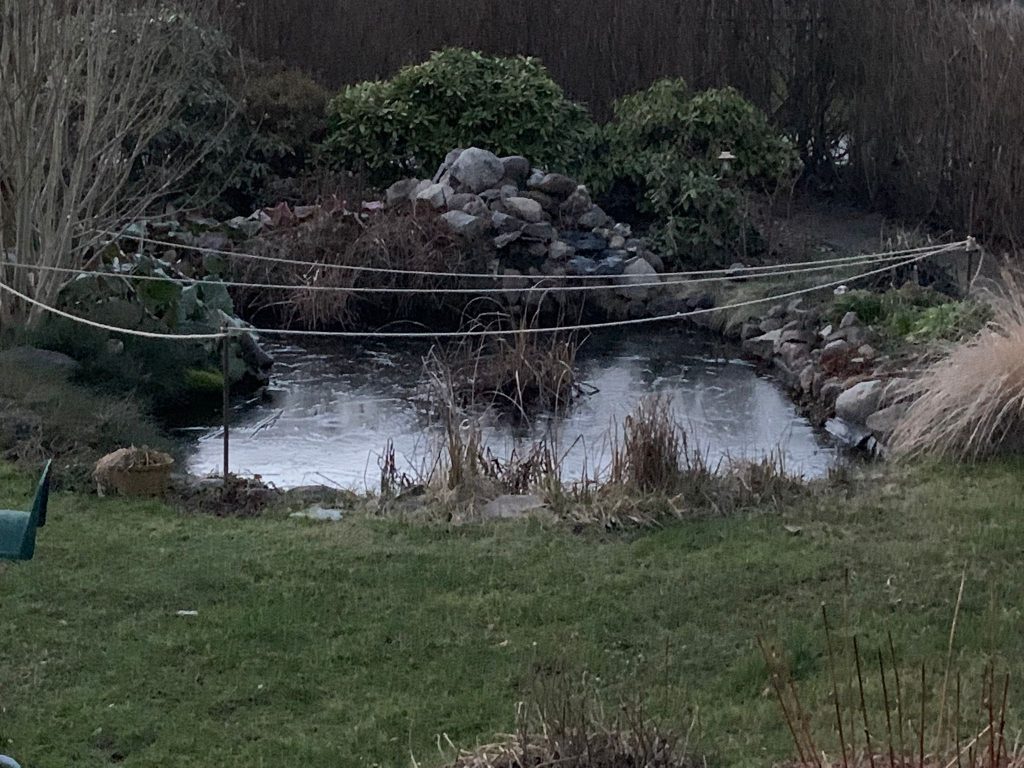 Eine Nacht mit Minusgraden reicht aus, um den Teich wieder zufrieren zu lassen