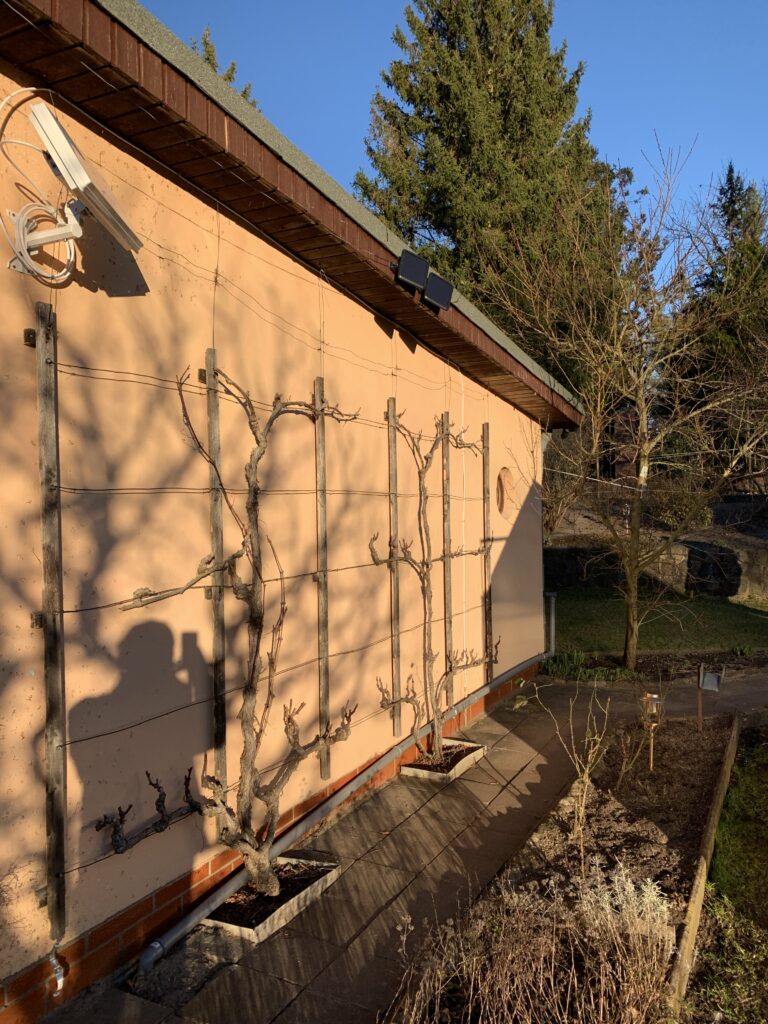 Weinpflanzen nach dem Winterschnitt (mit Schatten der umliegenden Bäume und des Autors)
