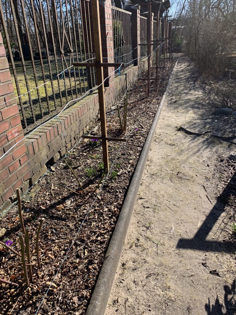 Brombeer-Beet nach dem Frühjahrsschnitt