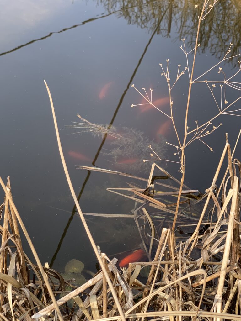 Munteres Treiben von Groß und Klein im Gartenteich