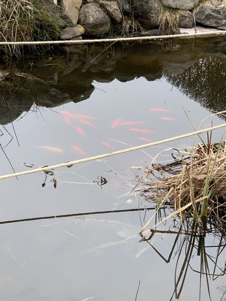 Auch die Goldfische genießen die wärmenden Sonnenstrahlen