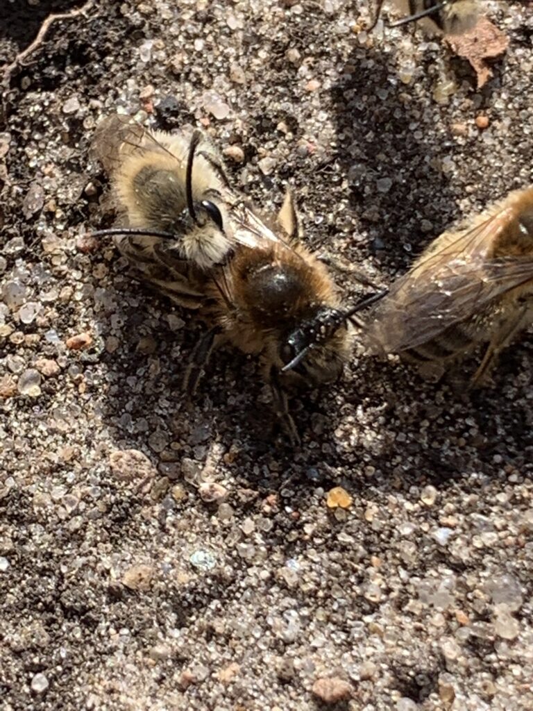 Bienen-Schweinkram
