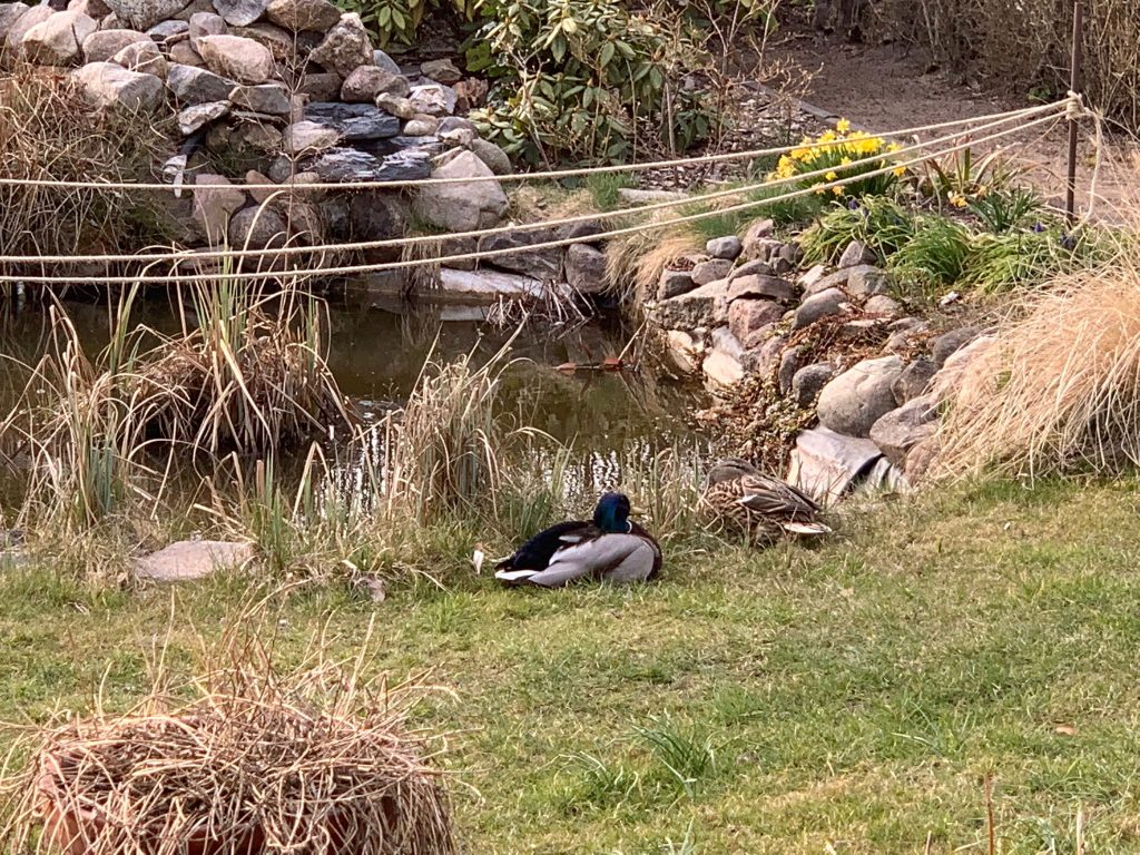 Unsere neuen Gartenmitbewohner (?) legen eine kleine Verschnaufpause ein
