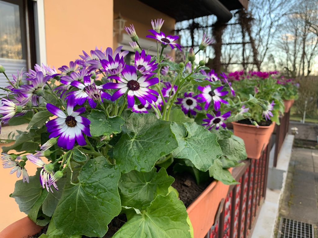 Die sich öffnenden Blüten (oben im Bild) vollziehen eine Wandlung und zeigen ihre wahre Schönheit nach ein bis zwei Tagen (Bildmitte)