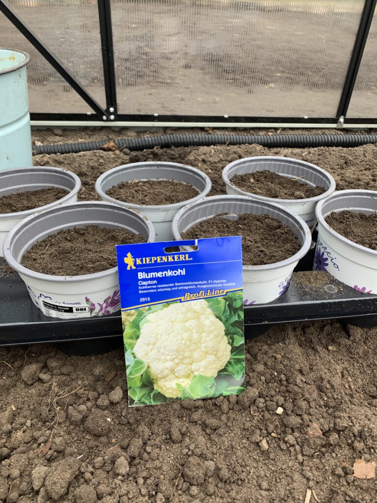 Saattöpfe für den Blumenkohl