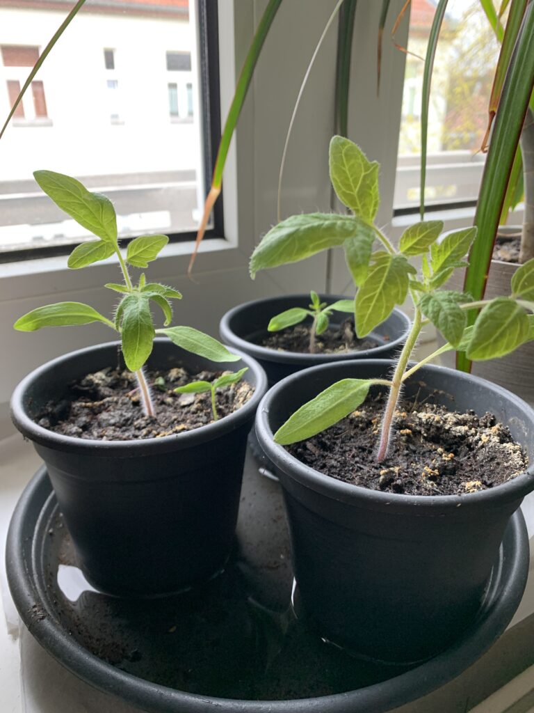 Während die Tomatenpflanzen fleißig wachsen kümmern die Paprikas noch vor sich hin