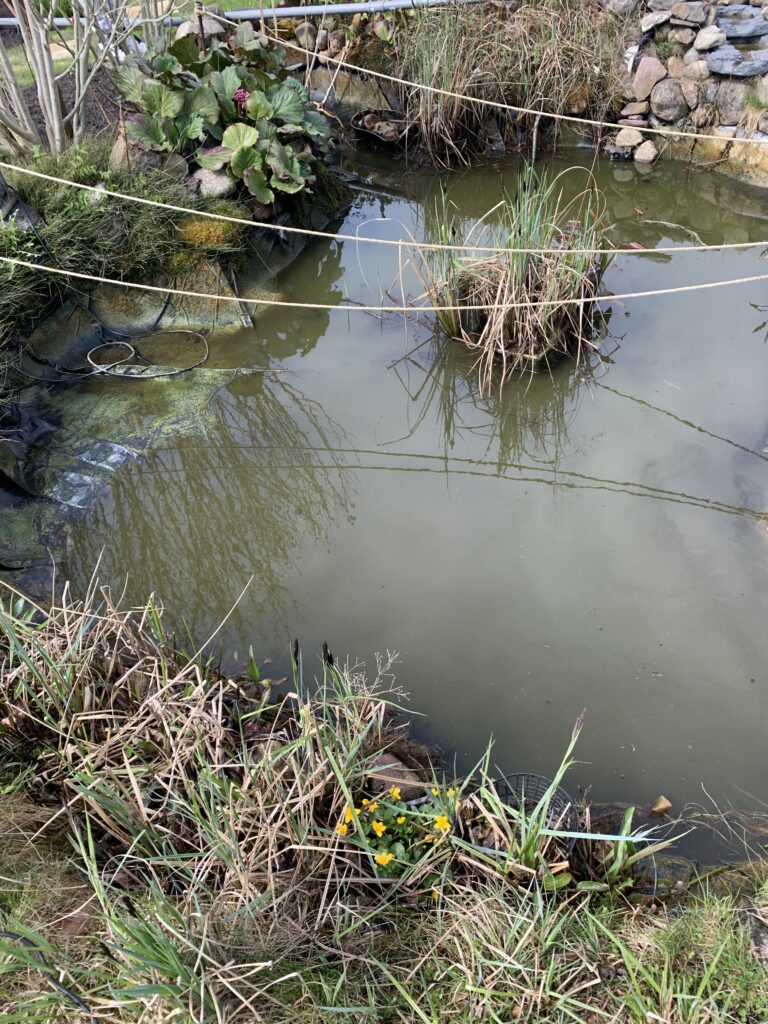 Noch vor den Sanierungsarbeiten fanden wir eine zweite Pumpe im Teich, deren Kabel oben rechts im Bild zu sehen ist