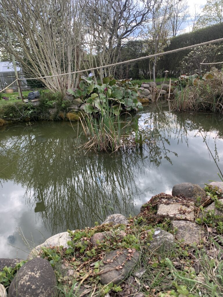 Neu aufgefüllter und gereinigter Teich