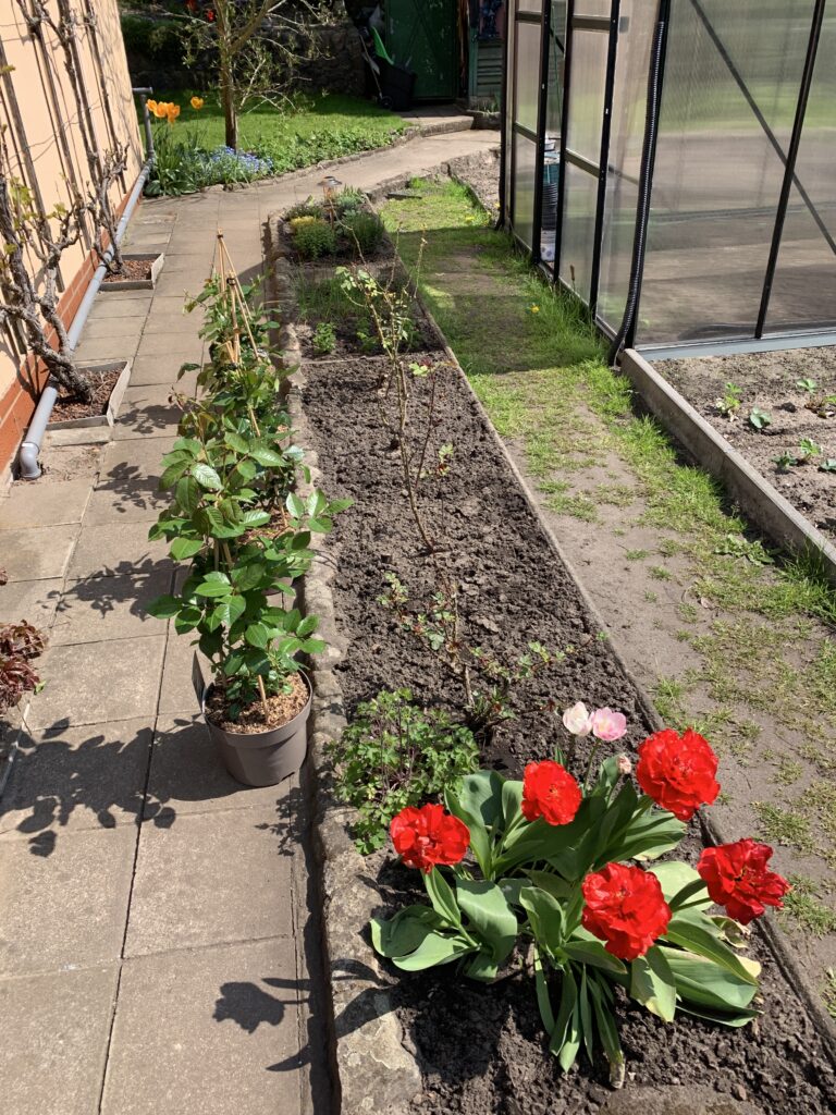 Stark in die Jahre gekommene Rosen werden durch neue ersetzt
