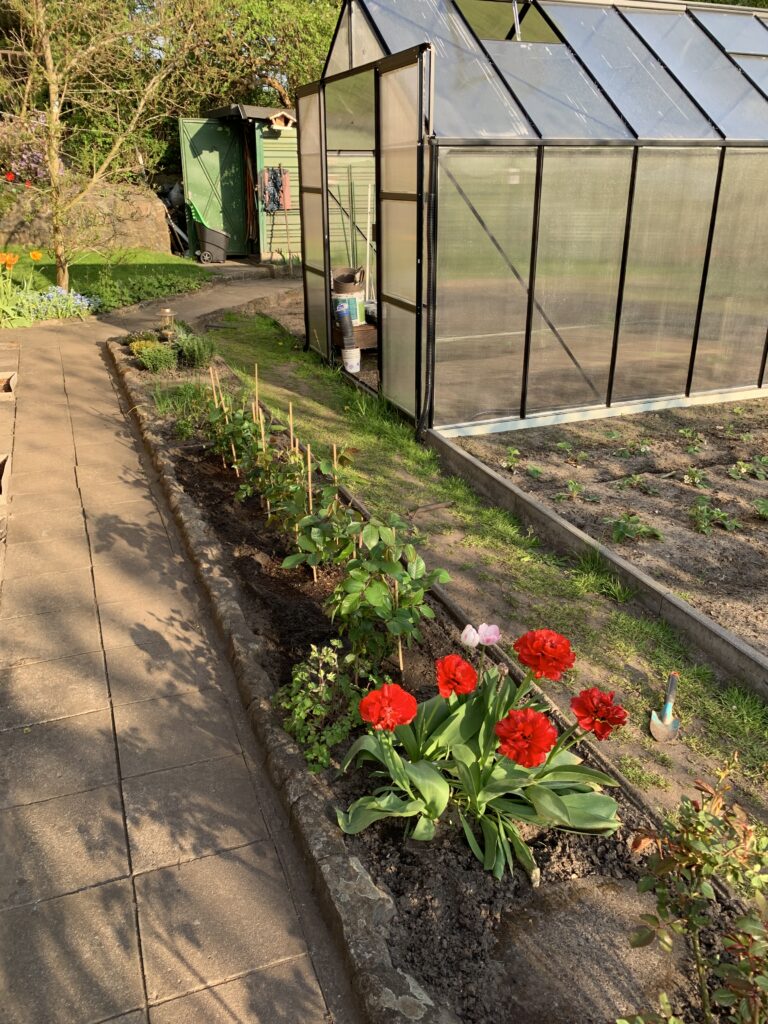 Neu bepflanztes Rosenbeet