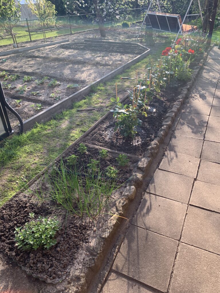Neu bepflanztes Rosenbeet mit dem Kräuterbereich im unteren Teil des Bildes