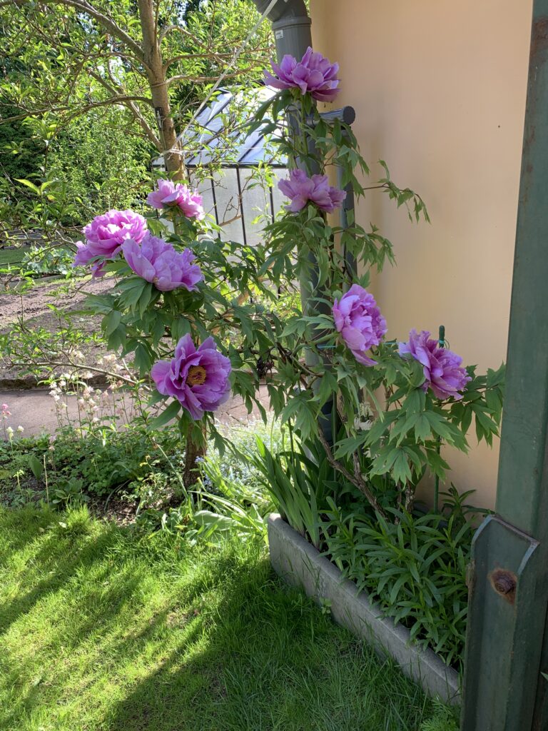 Asiatische Pfingstrose in Vollblüte