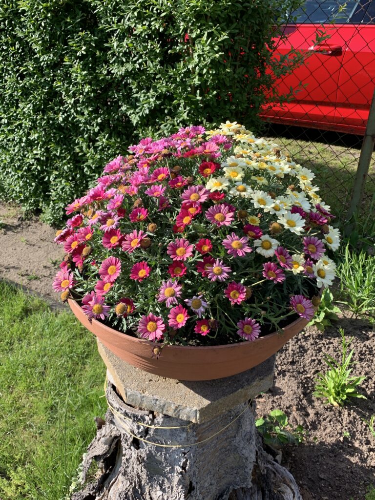 Bunte Mageritenmischung