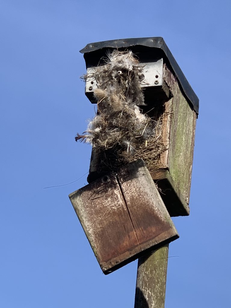 Explodierter Vogelnistplatz