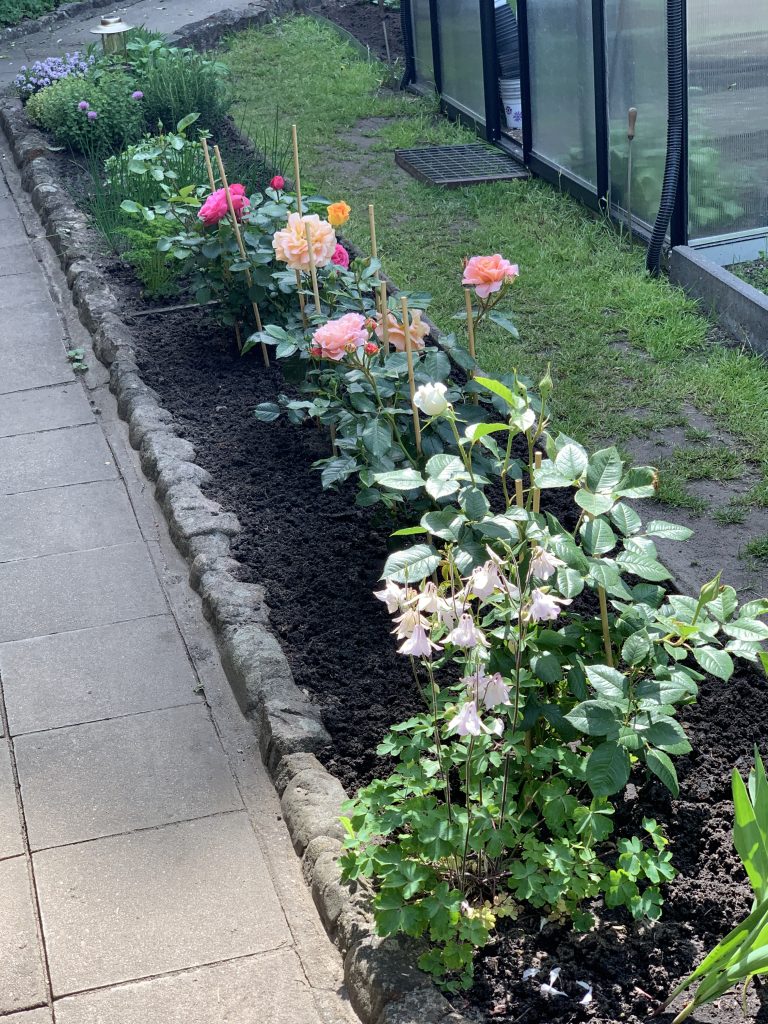 Blütenpracht im Rosen-/Kräuterbeet
