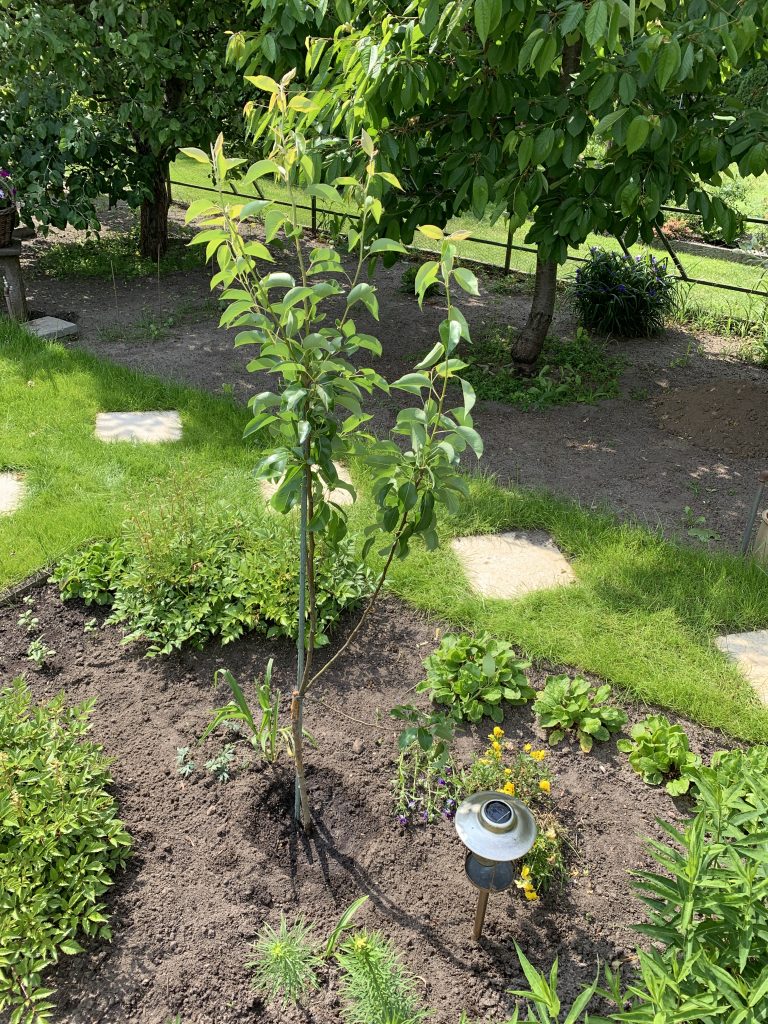 Frisch gepflanzter Birnbaum