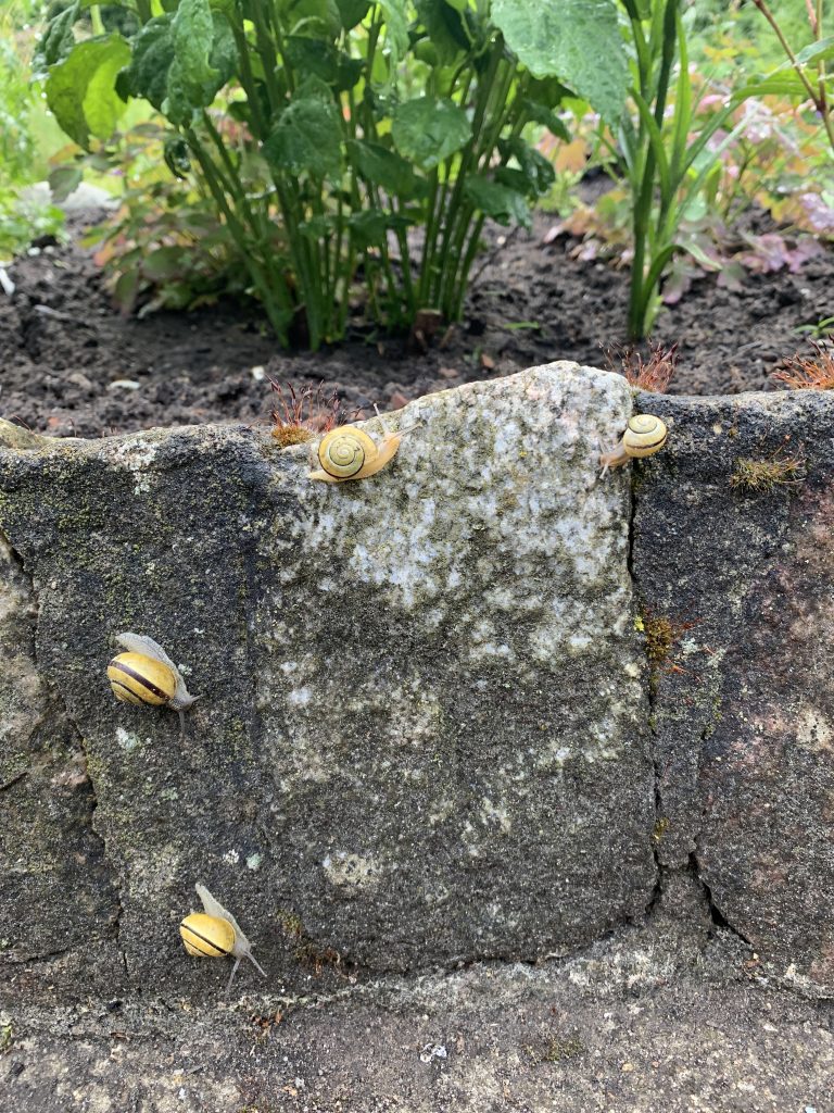 Schnecken-Rallye an einem Beet-Begrenzungsstein