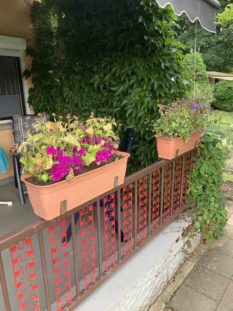 Altbepflanzung der Blumenkästen Ende Juni